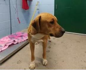 Labrador Retriever Dogs for adoption in Woodland, CA, USA