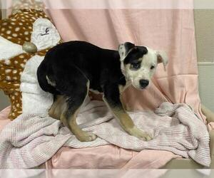 Border-Aussie Dogs for adoption in Modesto, CA, USA