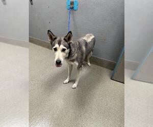 Siberian Husky-Unknown Mix Dogs for adoption in Las Vegas, NV, USA