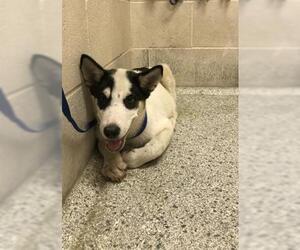 Siberian Husky-Unknown Mix Dogs for adoption in Conroe, TX, USA