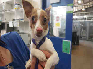 Rat Terrier Dogs for adoption in Brighton, CO, USA