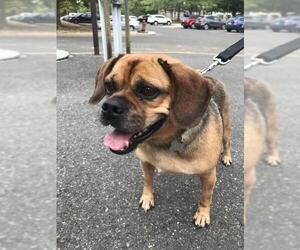 Puggle Dogs for adoption in Lawrenceville, NJ, USA