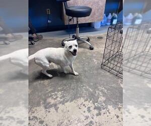 Chihuahua-Unknown Mix Dogs for adoption in Tallahassee, FL, USA