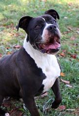American Pit Bull Terrier-Unknown Mix Dogs for adoption in Front Royal, VA, USA