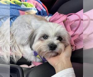 Shih Tzu-Unknown Mix Dogs for adoption in San Antonio, TX, USA