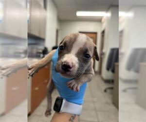 American Staffordshire Terrier Dogs for adoption in San Antonio, TX, USA