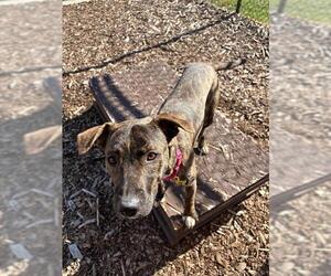 American Pit Bull Terrier Dogs for adoption in Waterford, VA, USA