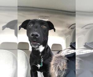 Medium Photo #1 Basset Hound-Labrador Retriever Mix Puppy For Sale in Clarkston, MI, USA