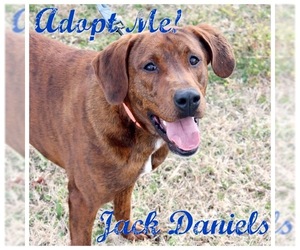 Mutt Dogs for adoption in Raleigh, NC, USA
