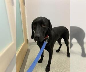 German Shorthaired Lab Dogs for adoption in Fort Collins, CO, USA