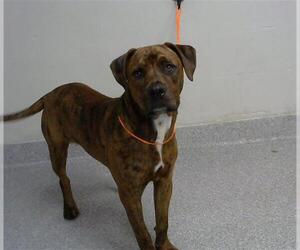 American Pit Bull Terrier-Unknown Mix Dogs for adoption in Pasadena, TX, USA