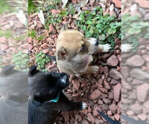 Huskies -Unknown Mix Dogs for adoption in Roaring River, NC, USA