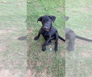 Labrador Retriever-Unknown Mix Dogs for adoption in Ponca City, OK, USA