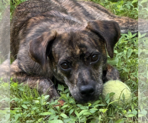 Plott Hound-Rat Terrier Mix Dogs for adoption in Decatur, GA, USA