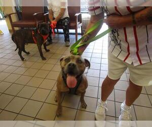 American Pit Bull Terrier Dogs for adoption in Ocala, FL, USA