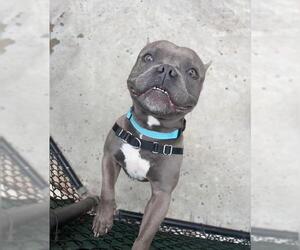 French Bulldog-Mastiff Mix Dogs for adoption in Santa Barbara, CA, USA