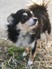 Chihuahua Dogs for adoption in Non LIsted, WI, USA