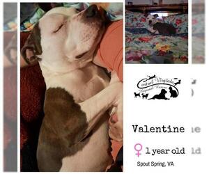 American Staffordshire Terrier Dogs for adoption in Forest, VA, USA