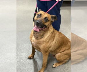 German Shepherd Dog-Unknown Mix Dogs for adoption in Forestville, MD, USA