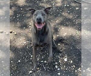 Unknown-Weimaraner Mix Dogs for adoption in Waco, TX, USA