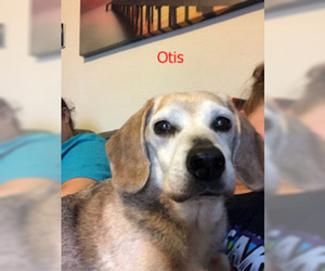 Beagle Dogs for adoption in Norfolk, VA, USA