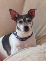 Rat Terrier Dogs for adoption in CHANDLER, AZ, USA