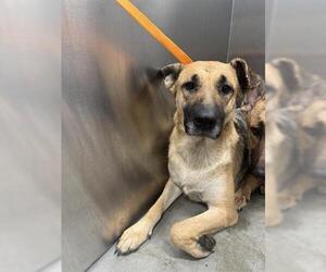 German Shepherd Dog Dogs for adoption in San Martin, CA, USA