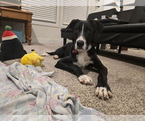 Mutt Dogs for adoption in Boston, MA, USA