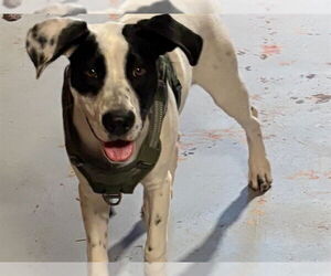 American Bulldog-Unknown Mix Dogs for adoption in Ames, IA, USA