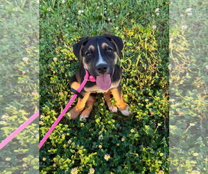 Aussiedor Dogs for adoption in Germantown, OH, USA