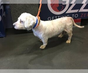 Poodle (Miniature) Dogs for adoption in pomona, CA, USA