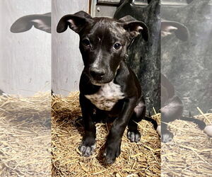 Staffordshire Bull Terrier-Unknown Mix Dogs for adoption in Tracy City, TN, USA