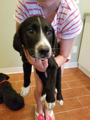 Labrador Retriever-Pembroke Welsh Corgi Mix Dogs for adoption in Des Moines, IA, USA