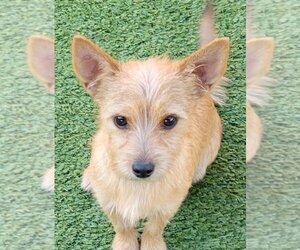 Norfolk Terrier-Unknown Mix Dogs for adoption in Carrollton, TX, USA