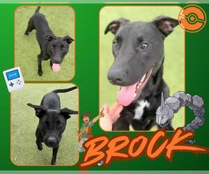 Labrador Retriever-Unknown Mix Dogs for adoption in Pearland, TX, USA