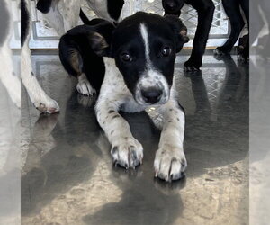 Border Collie-Unknown Mix Dogs for adoption in Stockton, CA, USA