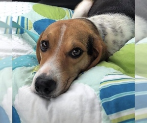 Beagle Dogs for adoption in Kewanee, IL, USA
