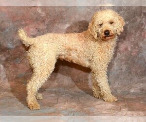 Medium Photo #1 Poodle (Miniature) Puppy For Sale in West Valley, UT, USA