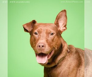 Doberman Pinscher-Labrador Retriever Mix Dogs for adoption in Blacklick, OH, USA
