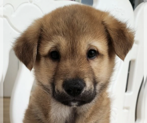 Mutt Dogs for adoption in San Ramon, CA, USA