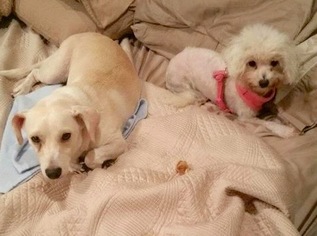Pembroke Welsh Corgi-Poodle (Toy) Mix Dogs for adoption in Houston, TX, USA