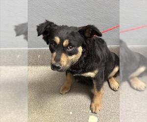 Mutt Dogs for adoption in Las Vegas, NV, USA