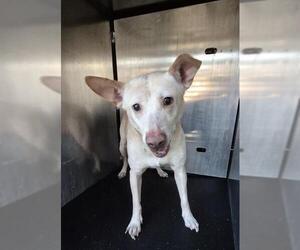 Labrador Retriever-Unknown Mix Dogs for adoption in San Antonio, TX, USA
