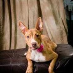 Medium Photo #1 Carolina Dog-Unknown Mix Puppy For Sale in North Myrtle Beach, SC, USA