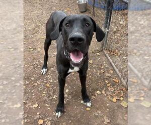 Great Dane Dogs for adoption in Santa Maria, CA, USA