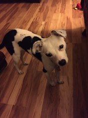Parson Russell Terrier Dogs for adoption in Lorena, TX, USA
