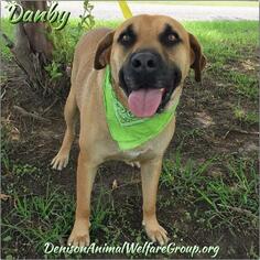 Black Mouth Cur Dogs for adoption in Denison, TX, USA