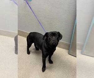 Labrador Retriever-Unknown Mix Dogs for adoption in Las Vegas, NV, USA
