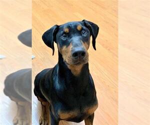 Doberman Pinscher Dogs for adoption in Seattle, WA, USA