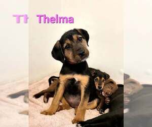 Mutt Dogs for adoption in Des Moines, IA, USA
